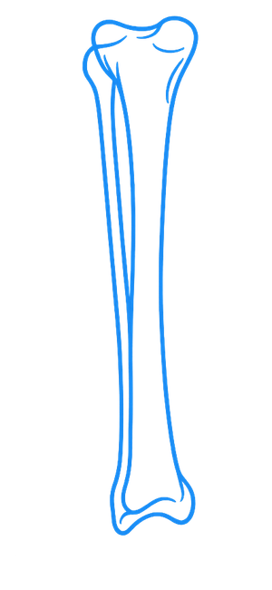 Ilustração de osso